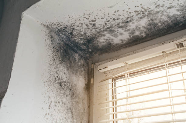 Affordable Basement Mold Removal solutions in Park Hall, MD